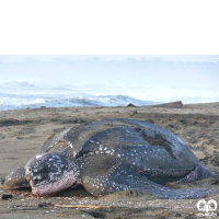 گونه لاکپشت چرمی Leatherback Turtle